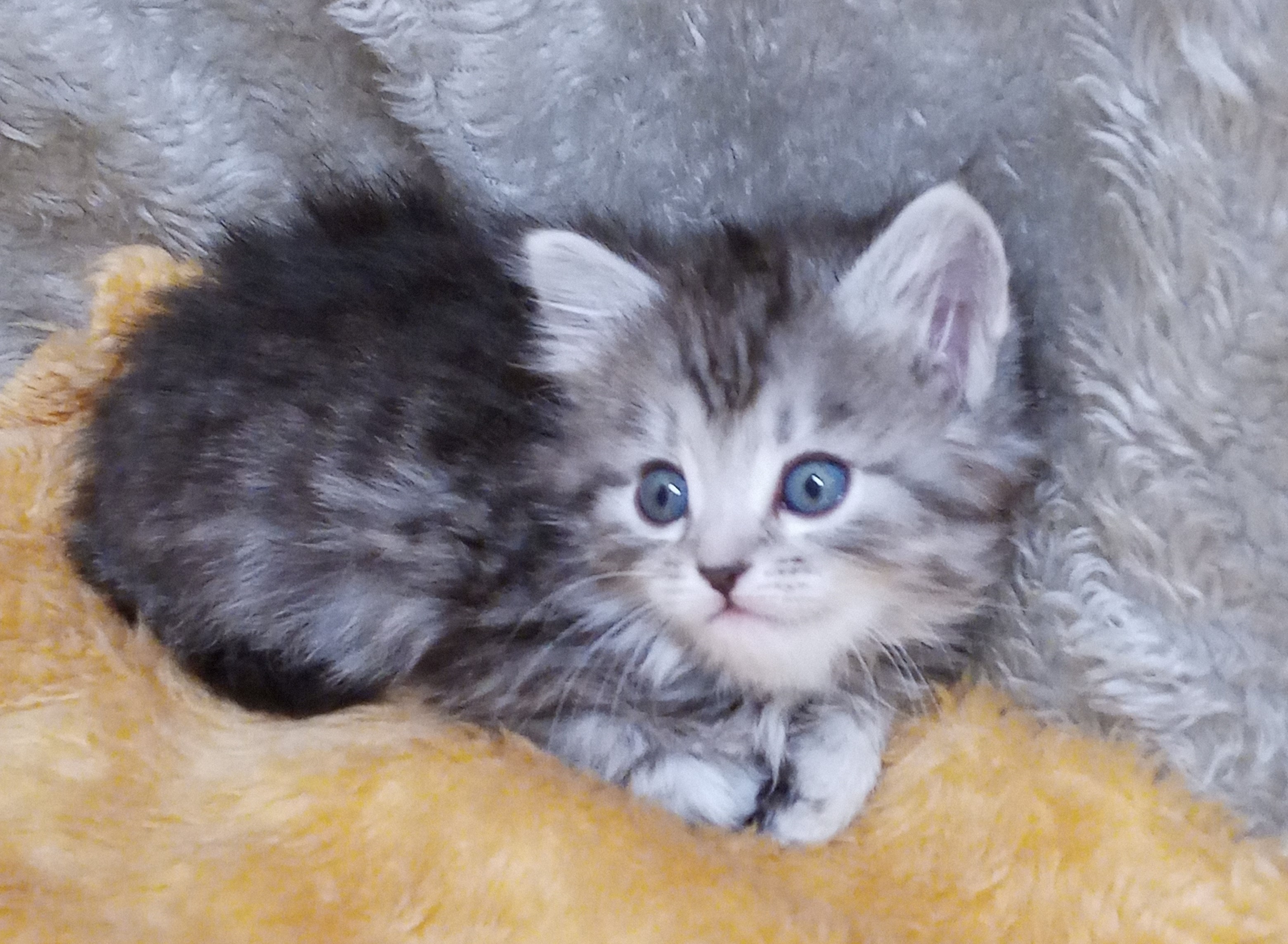 Siberian Kittens and Siberian Cats for Sale from Kravchenko of Daytona ...